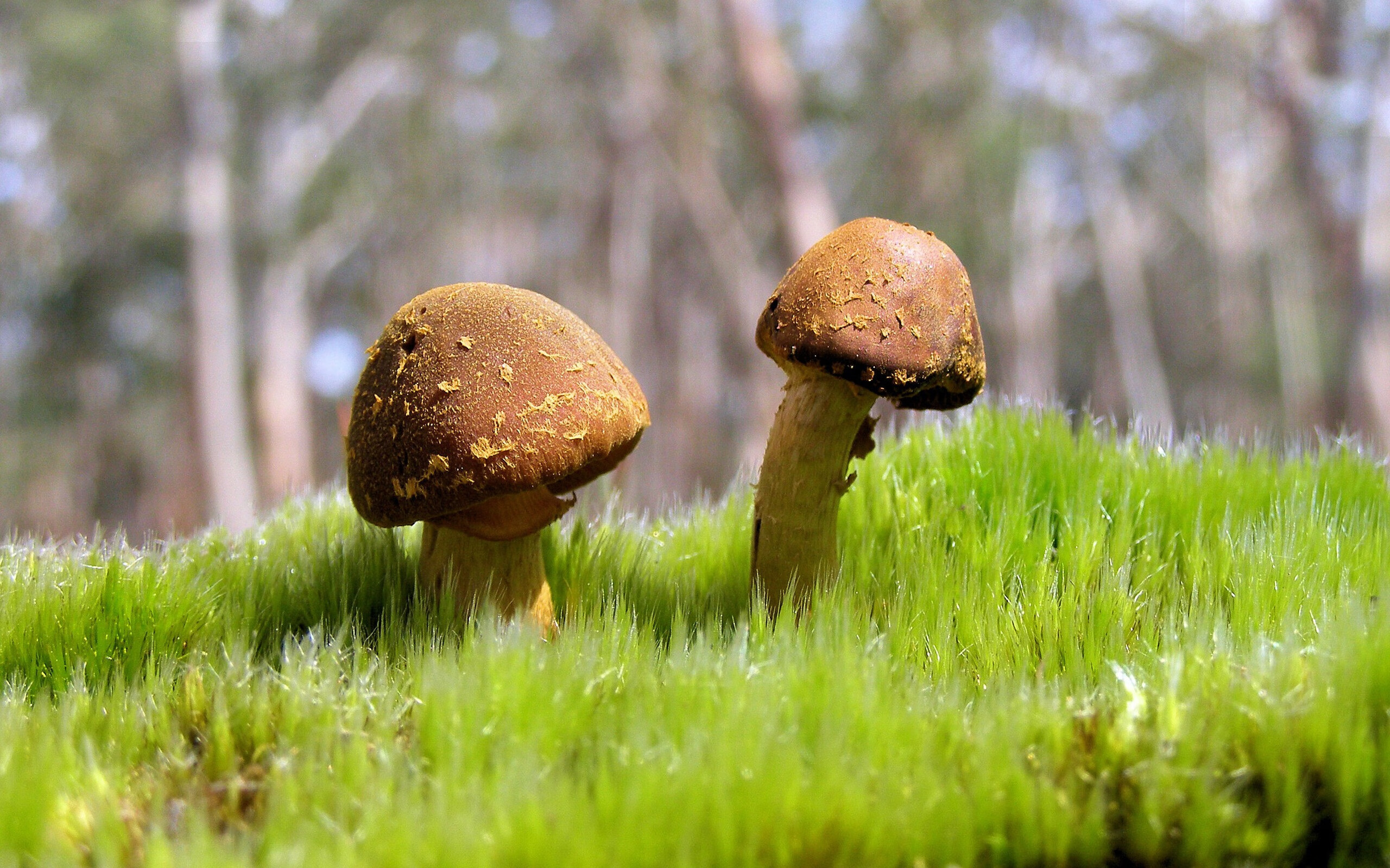 多特蒙德客场2-0战胜沙尔克04，继续保持不败，多特蒙德比赛视频