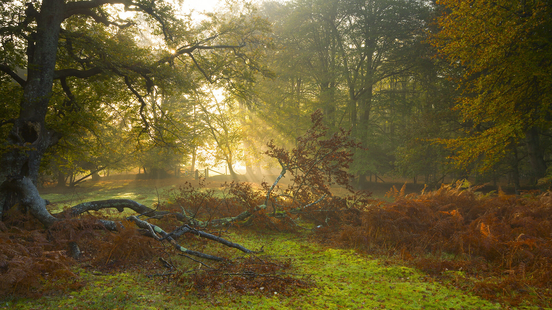 河南建业队在主场作战，期待赢得胜利，河南建业队员