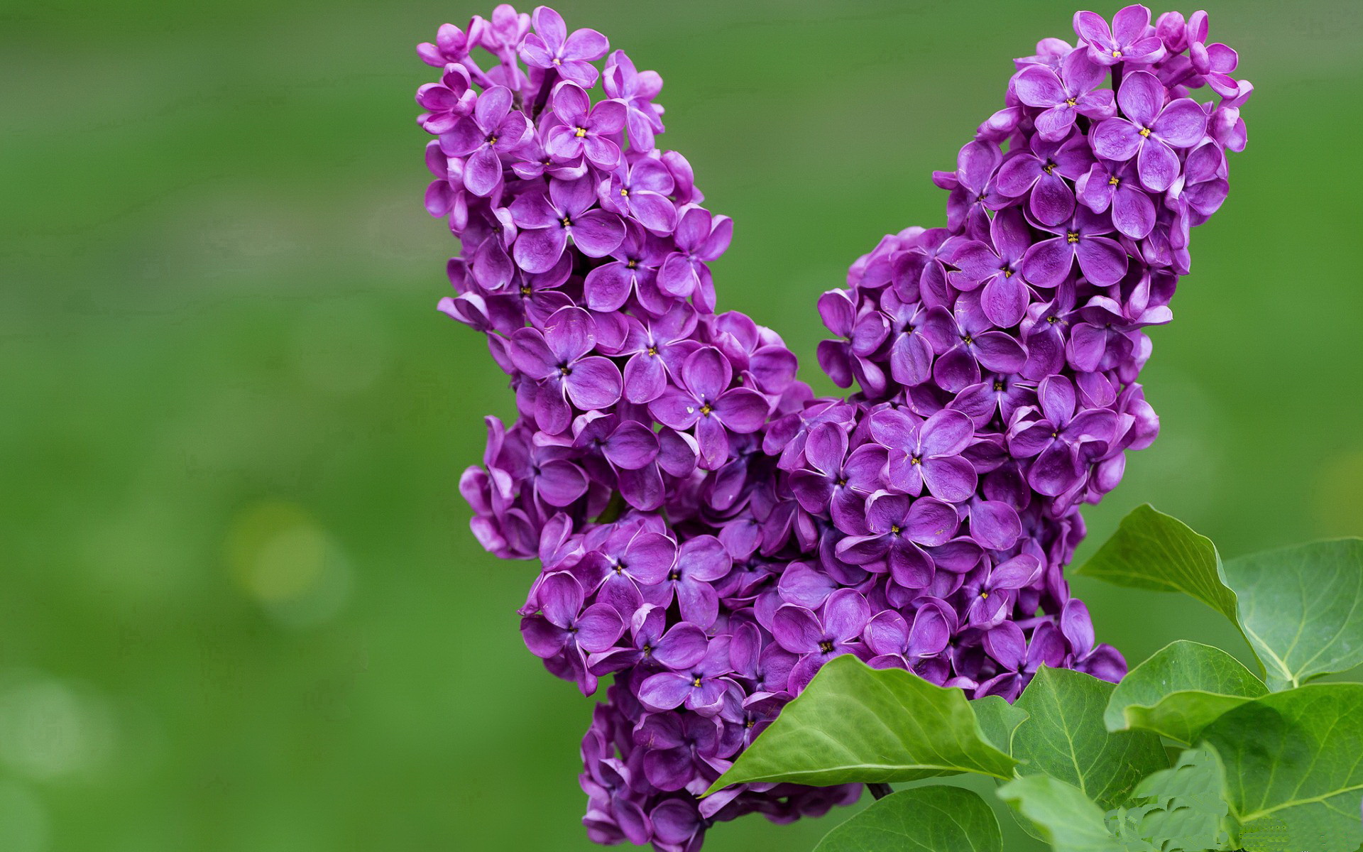 西汉姆联是否能复制欧协联成功模式,西汉姆联 欧联