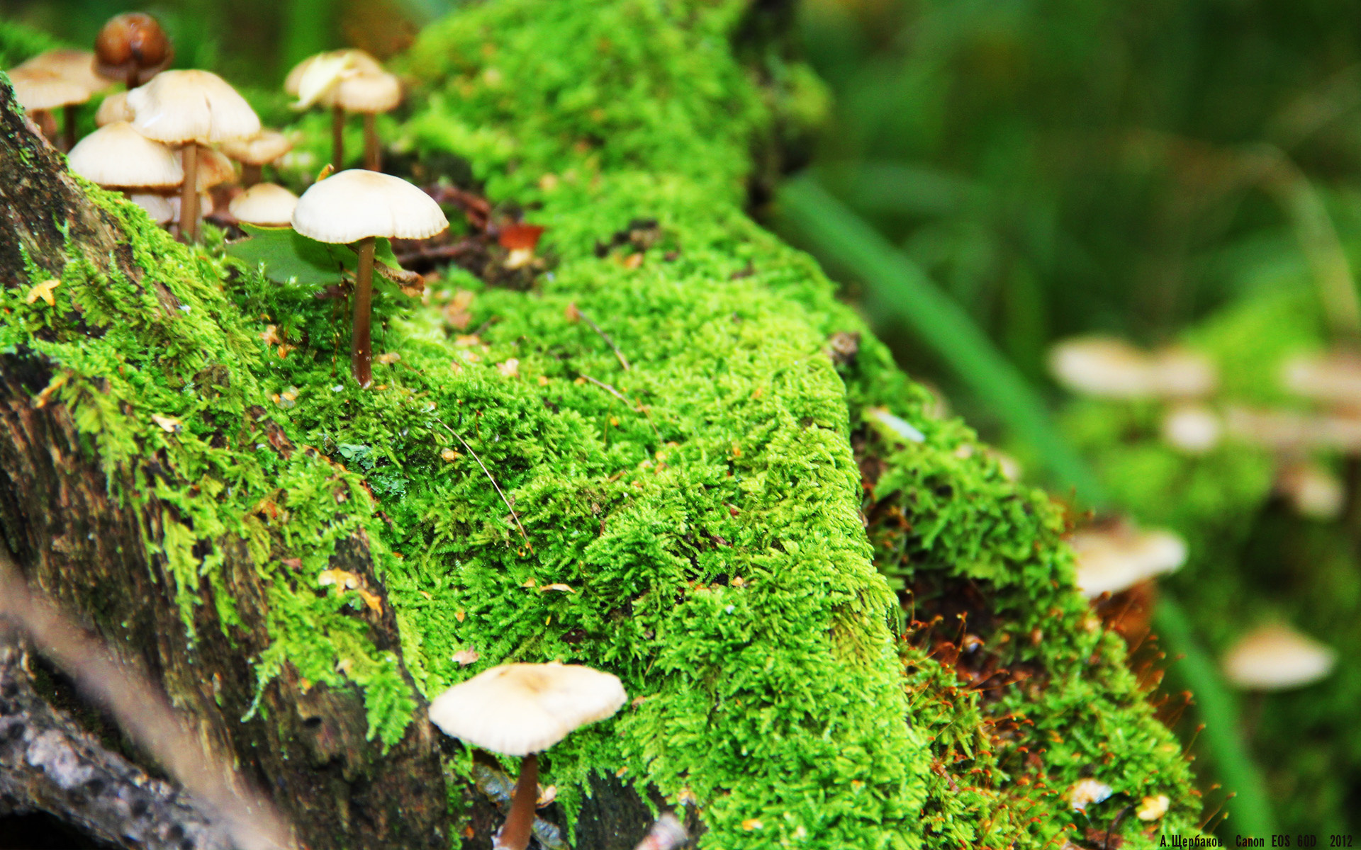 女子接力美队续写辉煌，美国女子接力队重赛
