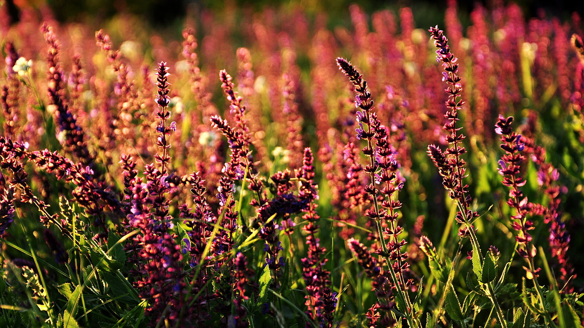 九游体育网站-尤文图斯引入关键中场，战斗力大幅提升