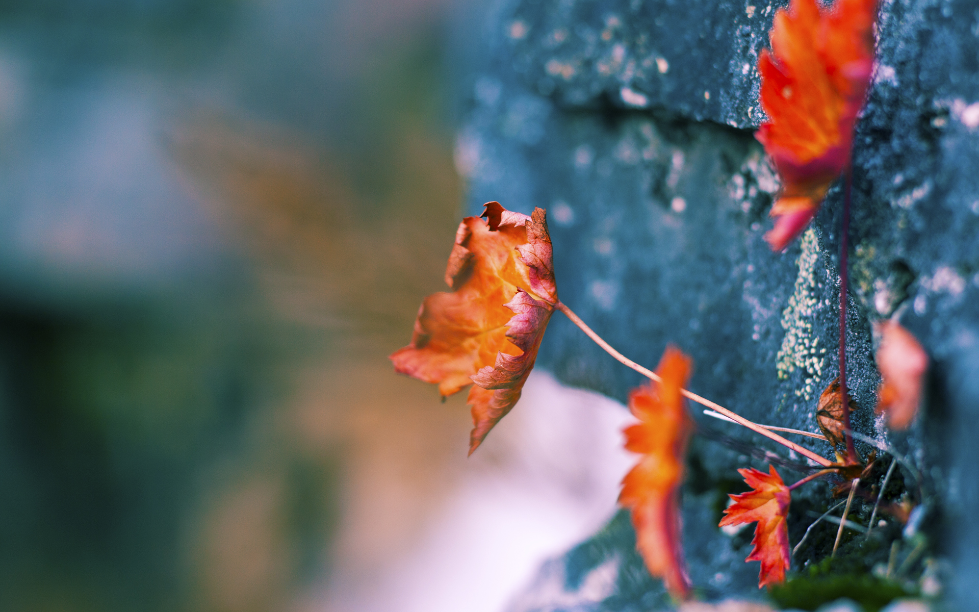 热火球队口号被球迷写进纹身里，热火队的口号中文